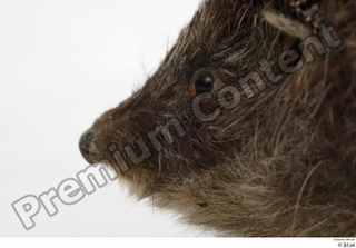 Hedgehog - Erinaceus europaeus  3 eye mouth 0001.jpg
